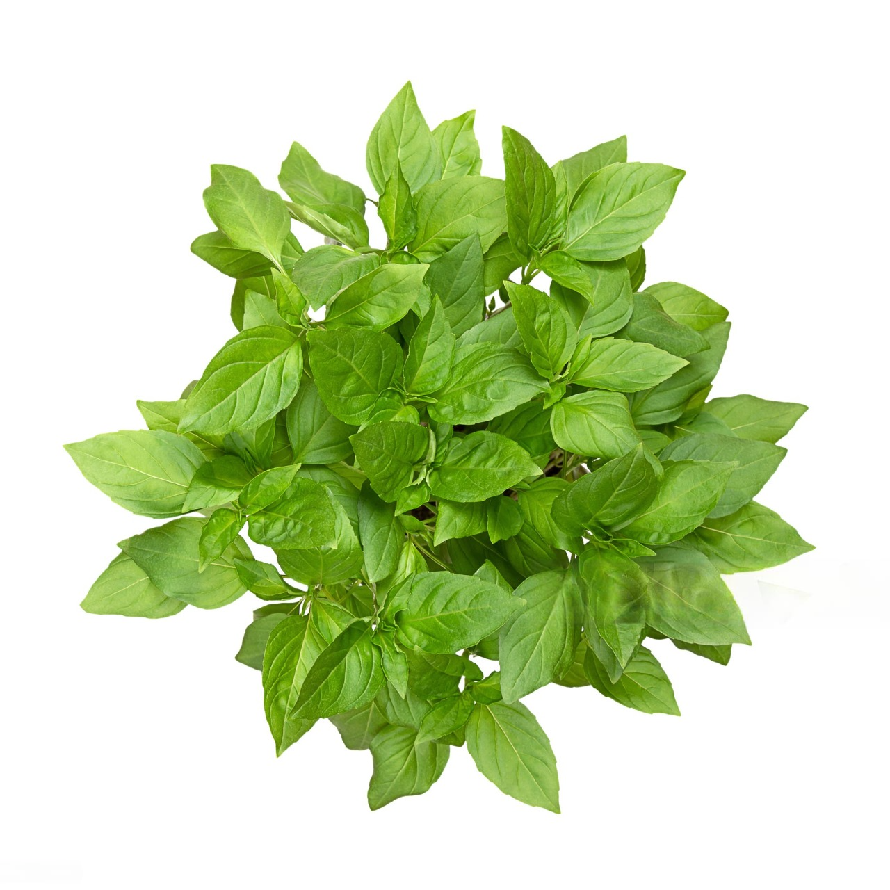 Hand with leaves